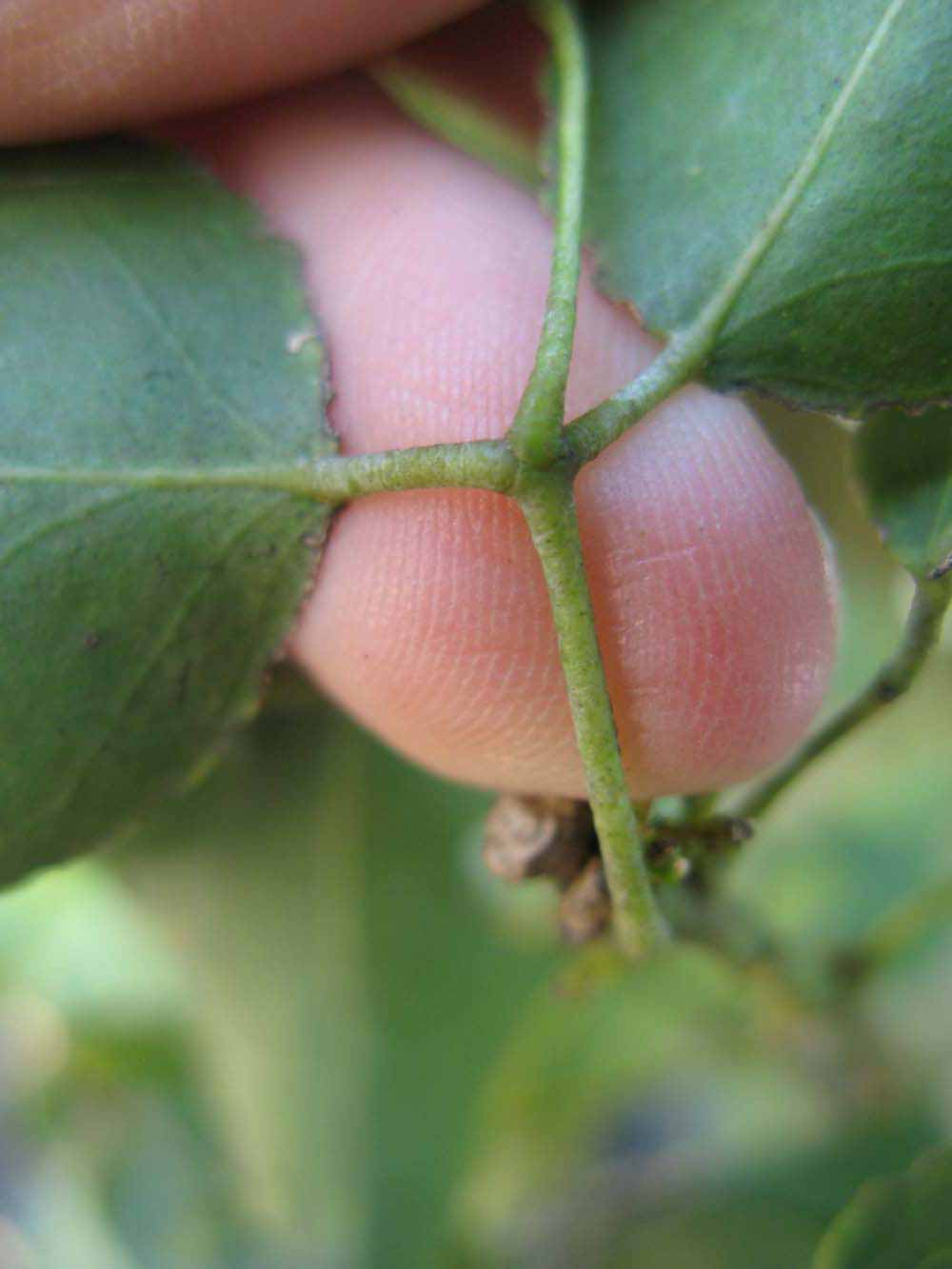              Petiole (Winter Haven, FL)       